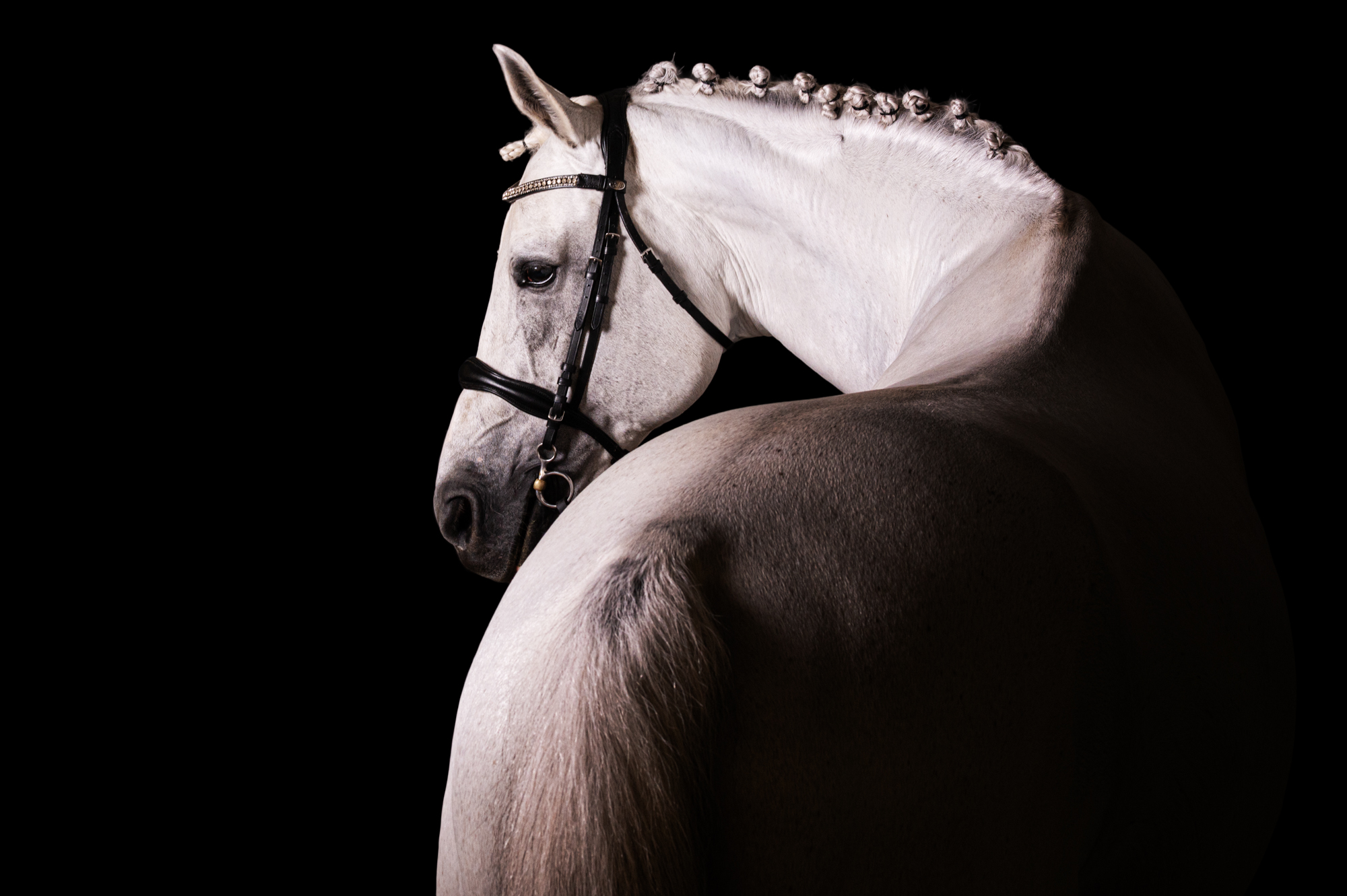 ritratto-equestre-cavallo
