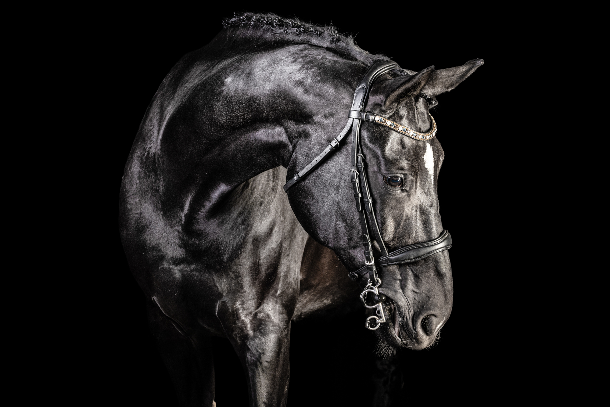 ritratto cavallo